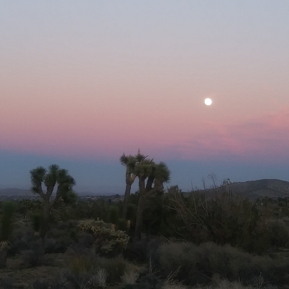 About Me 🌴🌵🌞✌🙏💜 - Picture 4 of 8